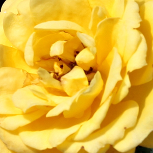 Поръчка на рози - Жълт - мини родословни рози - дискретен аромат - Pоза Златен пин - Маток,Джон - Топъл цвят.Идеален за декорация на ъгли.Стои добре пред по-големи растения.